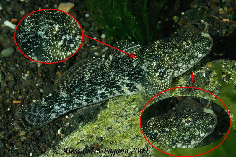 Gobius cobitis